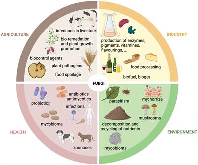 Navigating the fungal battlefield: cysteine-rich antifungal proteins and peptides from Eurotiales